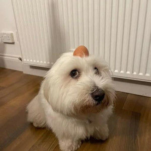 Meet your Posher, Dolly